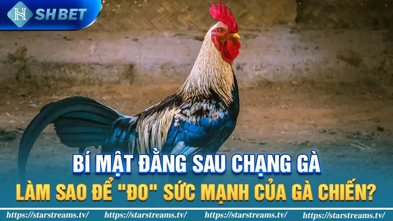 Bí mật đằng sau chạng gà: Làm sao để "đo" sức mạnh của gà chiến?