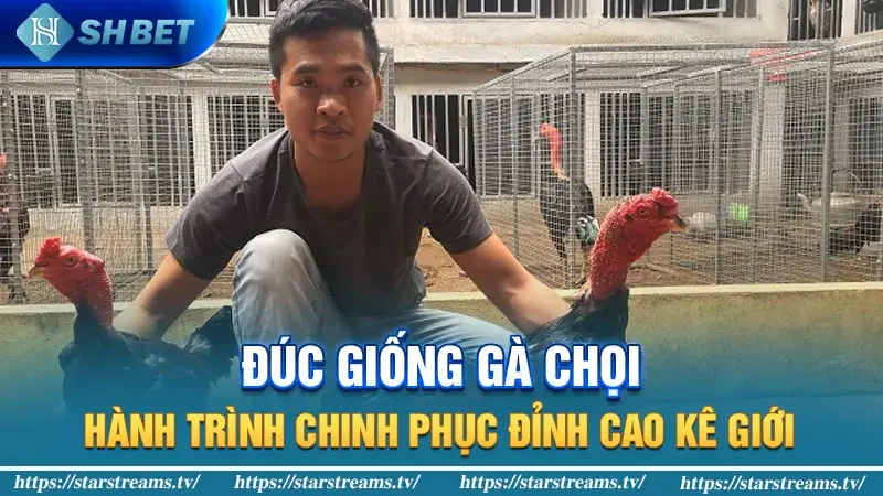 Đúc giống gà chọi: Hành trình chinh phục đỉnh cao kê giới