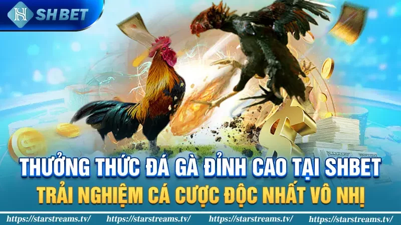 Thưởng thức Đá Gà đỉnh cao tại SHBET: Trải nghiệm cá cược độc nhất vô nhị